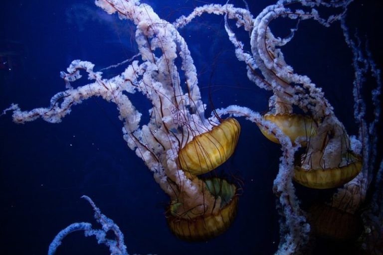 Cómo Se Pronuncia Medusa En Inglés